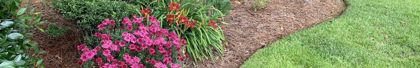 Flower bed with blooming pink flowers and mulch